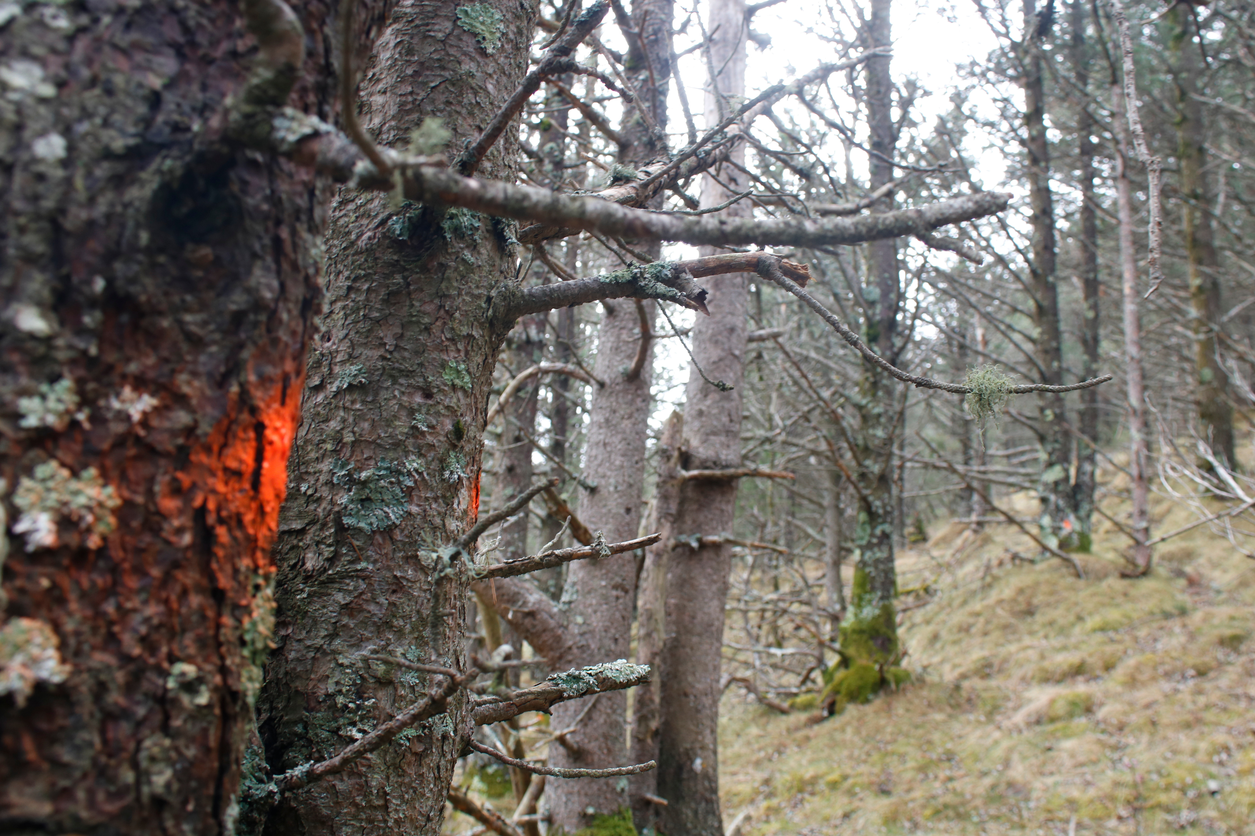 Acció Climàtica retirarà un de cada quatre arbres d'una finca pública a Molló per incrementar l'aigua a la conca del Ter