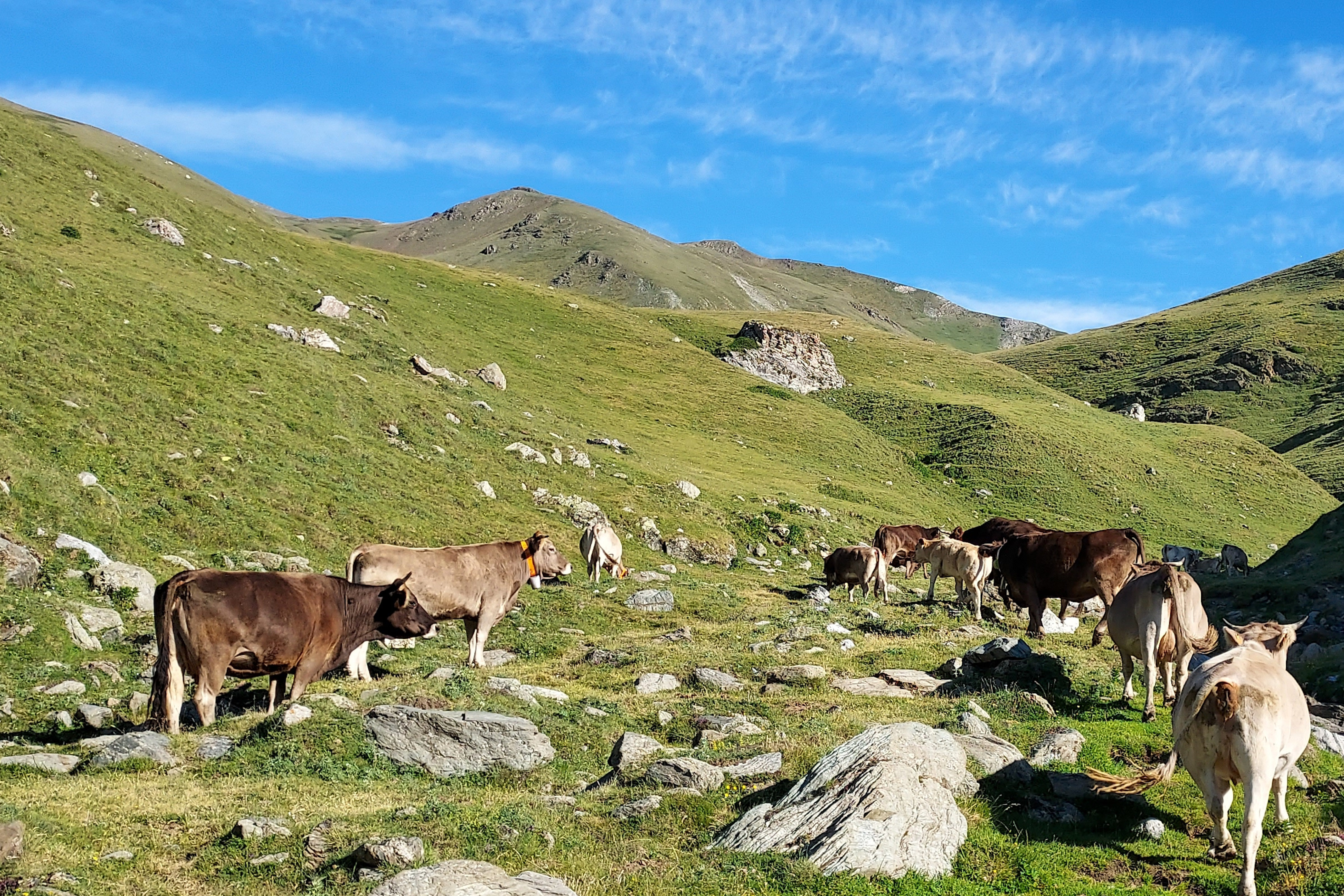 La Vall de Camprodon vol adaptar l'agricultura i ramaderia al canvi climàtic i guanyar autosuficiència energètica