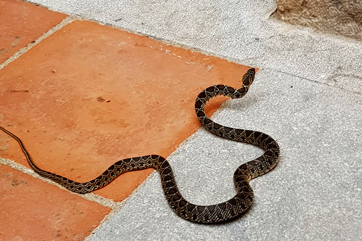 Una serp de ferradura entra a les instal·lacions de l'Arxiu Històric de Girona