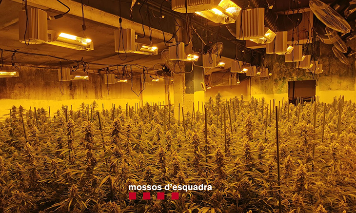 Desmantellen una plantació de 1.500 plantes de marihuana en una nau industrial de Ripoll
