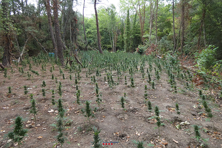Tres detinguts per conrear 2.000 plantes de marihuana en una zona boscosa de Vidreres