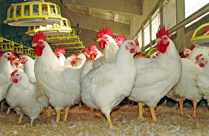 Incident a la base militar de Sant Climent Sescebes per la presència d'una gallina amb una càmera a la zona de maniobres