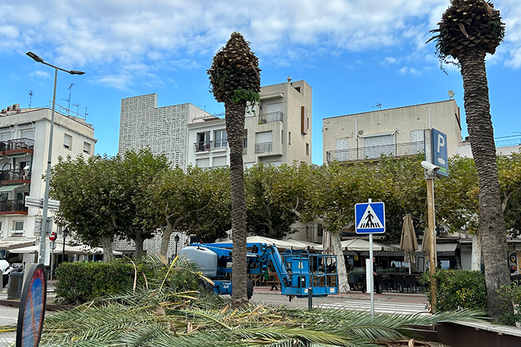 Roses retira 15 palmeres de l'avinguda de Rhode pel risc de caiguda