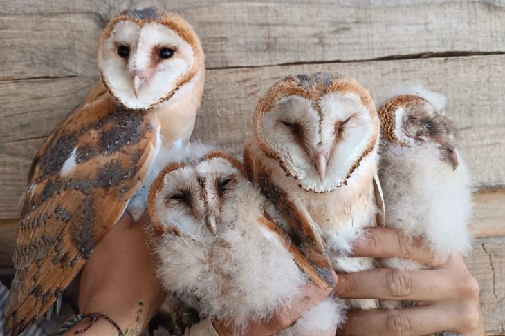 Les pluges afavoreixen la reproducció de les òlibes del parc natural dels Aiguamolls de l'Empordà amb segones postes