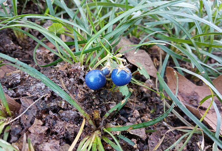 noves espècies de plantes a les Guilleries