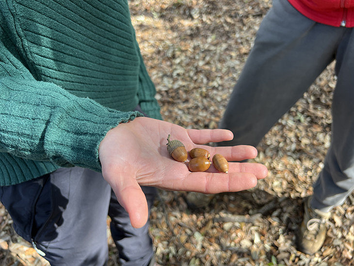 Neix 'Plantes Oblidades', una iniciativa pionera a Catalunya per donar valor als productes alimentaris del bosc