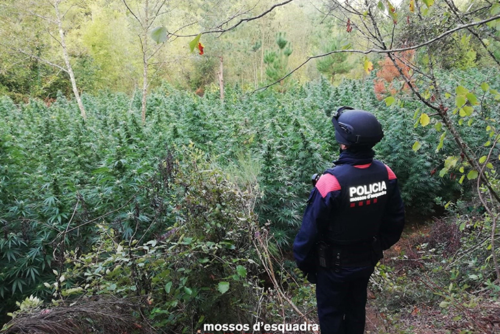 A presó tres homes per tenir un cultiu amagat en una zona muntanyosa d'Osor amb 3.127 plantes de marihuana