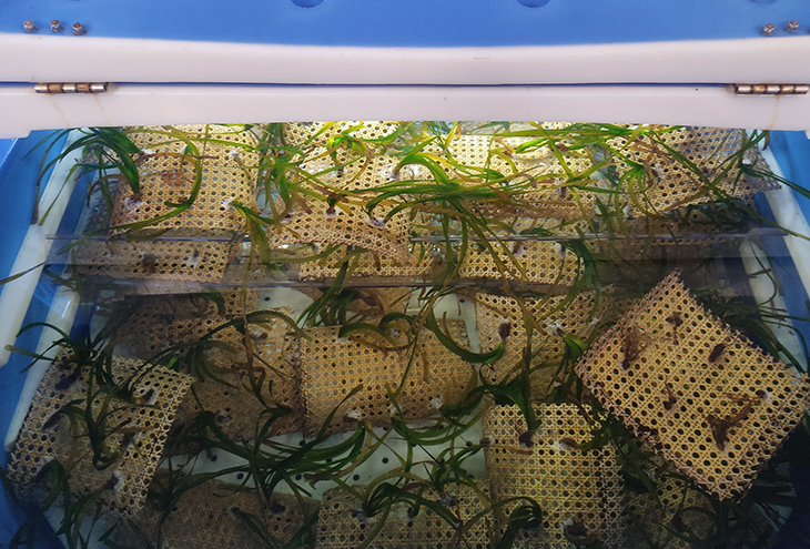 Engeguen un projecte per replantar 700 plàntules de posidònia a Cadaqués i frenar-ne l'erosió