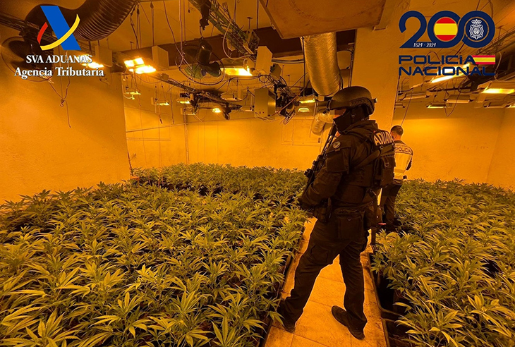 Dos detinguts en el desmantellament d'un cultiu amb 743 plantes de marihuana en un soterrani de Riells i Viabrea