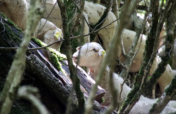 El Govern intensifica el seguiment del llop a l'Alt Empordà per l'aparició de dos exemplars en poblacions de la comarca