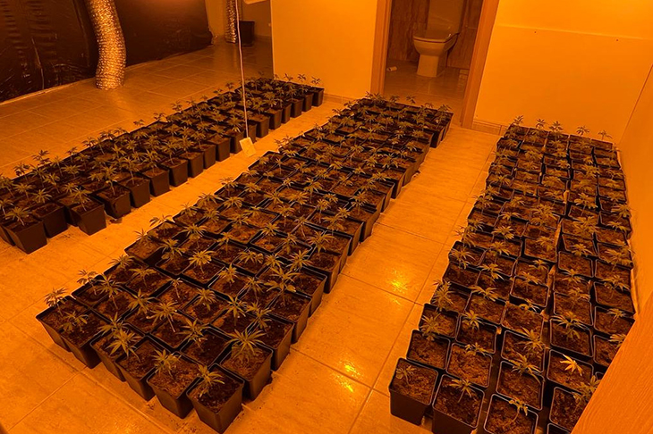 Localitzen un cultiu amb 600 plantes de marihuana en una casa unifamiliar de Roses