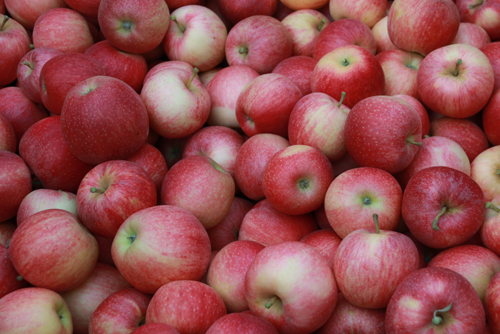 La pluja dona una treva als productors de DO i IGP gironins