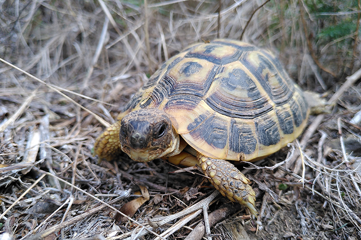 El Parc Natural de Cap de Creus engega un pla de reintroducció de la tortuga mediterrània