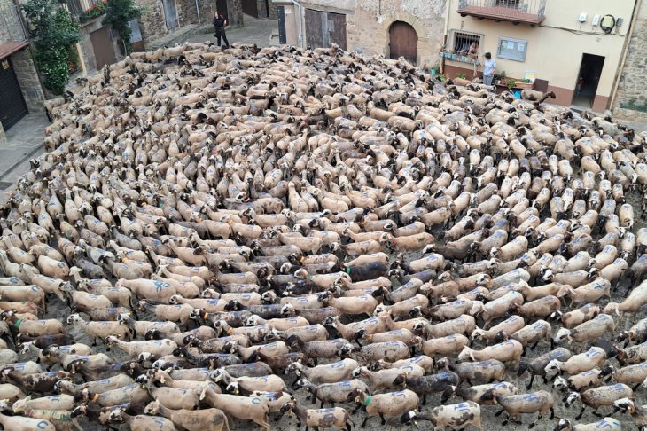 Més de mil xais comencen a Riudaura la tercera etapa dels 90 quilòmetres que fan en transhumància fins al pla d'Anyella