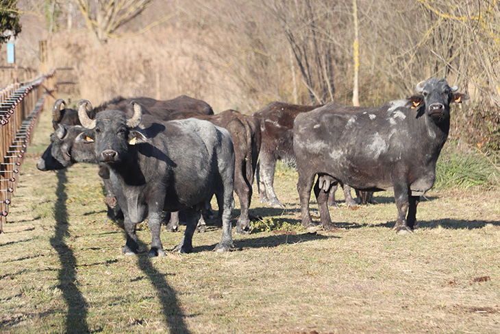 El Consorci de l'Estany de Banyoles engega una prova pilot de pastures amb búfals en aiguamolls