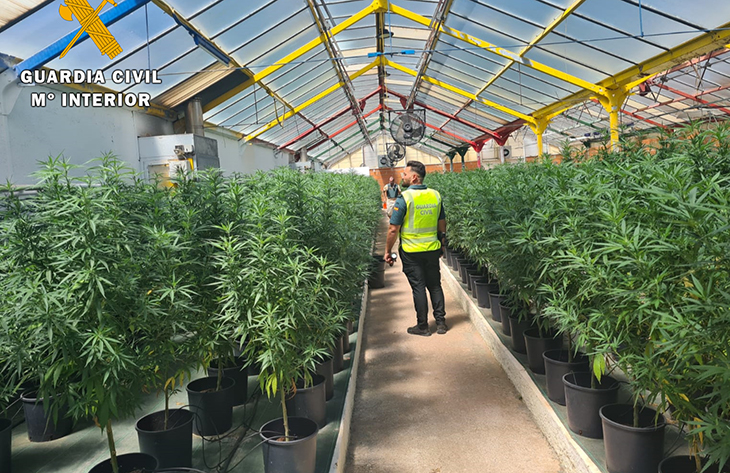 Localitzen 700 plantes de marihuana