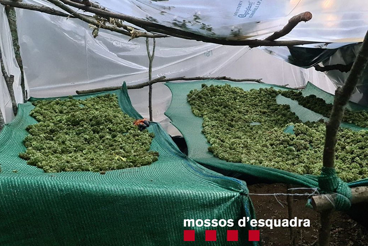 A presó dos detinguts per cultivar marihuana en una zona boscosa de difícil accés a Les Guilleries