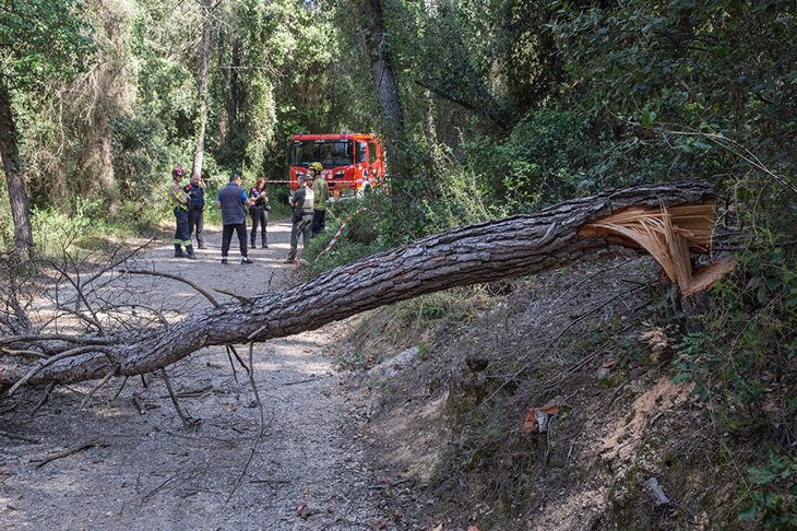 Vilademuls denuncia una nova tala vandàlica d'arbres en un camí