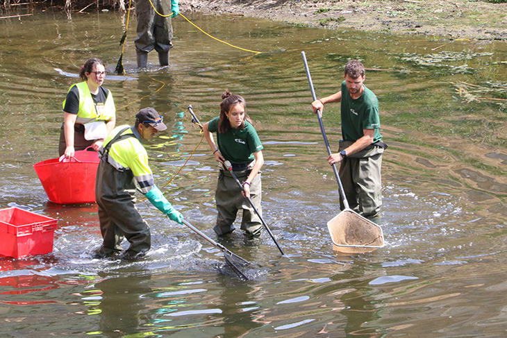 Comencen a capturar peixos de l'Onyar per traslladar-los al Ter davant de l'episodi de sequera