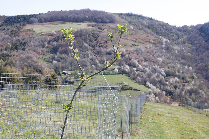 Planten 250 pomeres de muntanya a Rocabruna en una prova per recuperar varietats autòctones resistents a la sequera