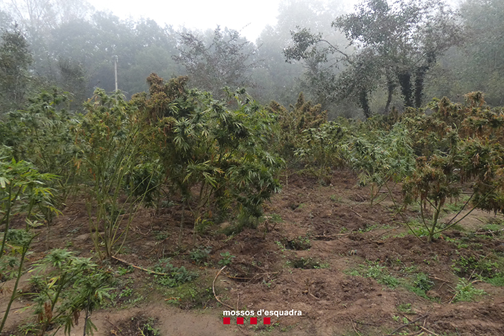 Detenen tres homes que cultivaven 660 plantes de marihuana en un bosc de Vidreres gràcies a l'avís d'un boletaire