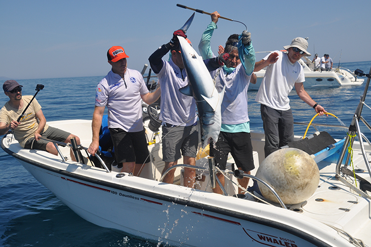 Marquen tres tintoreres i un solraig al cap de Creus per fer seguiment d'aquests taurons en perill al Mediterrani