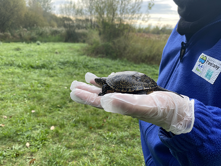 Alliberen sis tortugues d'estany a les llacunes de Can Morgat per afavorir la recuperació de l'espècie