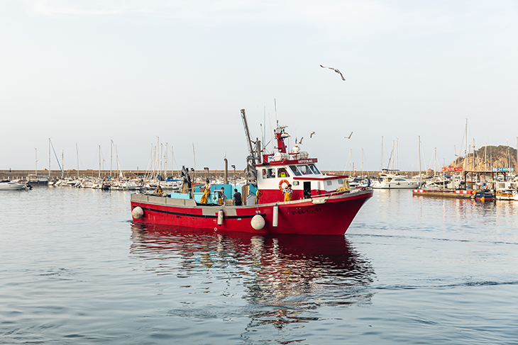 Comença la veda biològica de la pesca d'encerclament de la Costa Brava que per primer cop durarà dos mesos