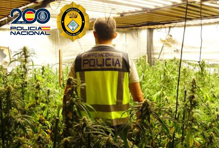 Desmantellen tres cultius de marihuana amb més de 7.000 plantes a Lloret de Mar, Riudarenes i Maçanet de la Selva