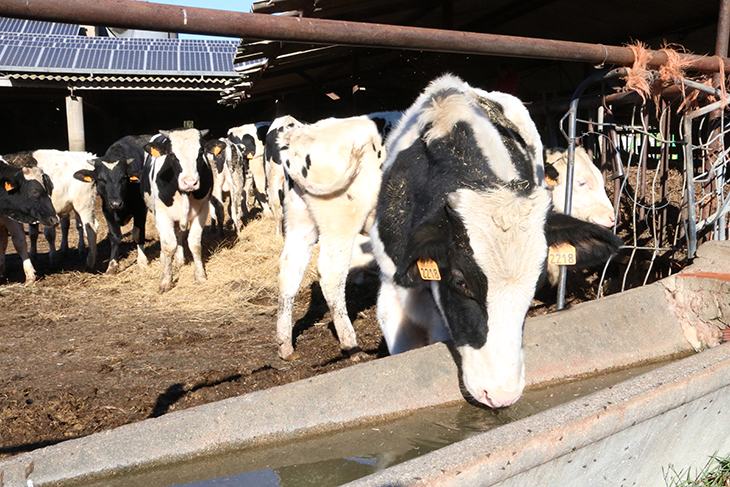 El sector agrícola i ramader de l'Alt Empordà veu amb "preocupació" l'alerta per sequera