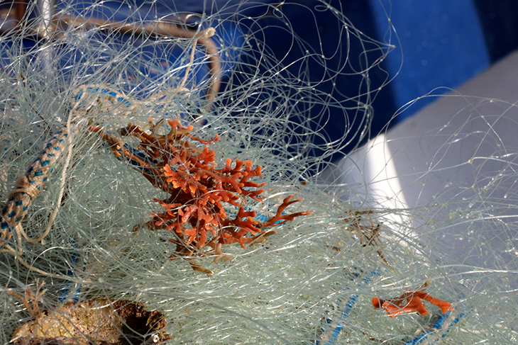 Confraries de Girona i Barcelona instal·len aquaris per recuperar coralls, gorgònies i esponges pescades accidentalment