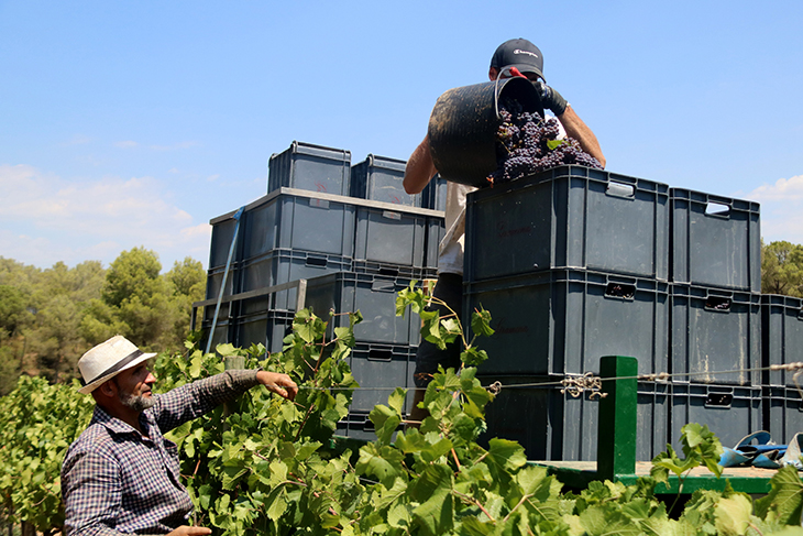 Unió de Pagesos avisa que el preu del raïm calculat per la Taula del Cava no ha permès cobrir els costos de la verema