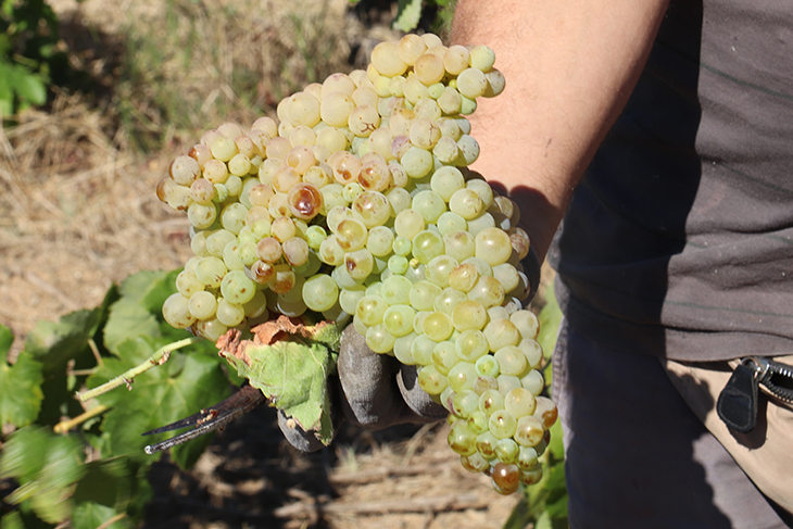 costos de producció del quilo de raïm per elaborar cava