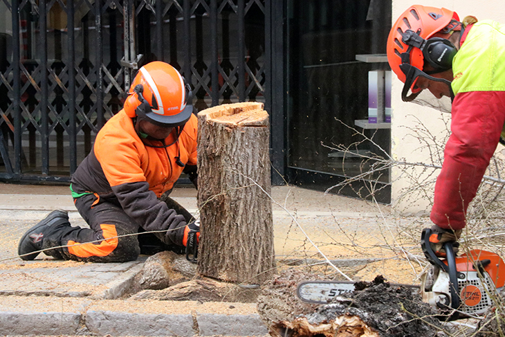 Talen a Vilanova i la Geltrú un centenar d’arbres podrits que substituiran per espècies més resistents a la sequera