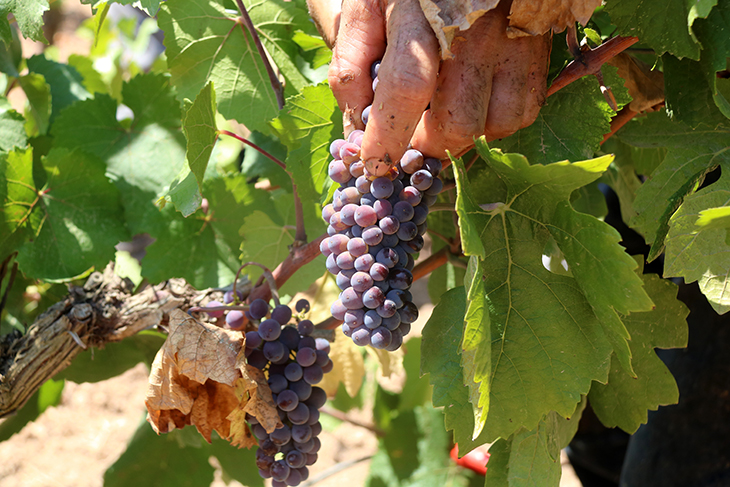 La verema de la DO Penedès