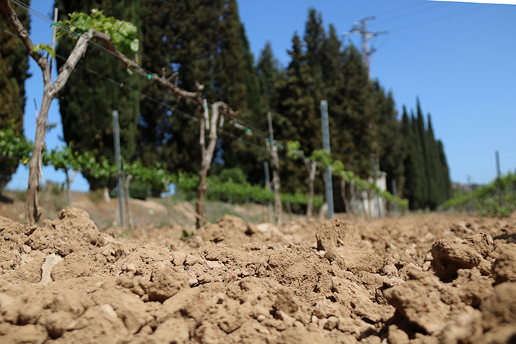 La comunitat de regants del Penedès demana implicació als propietaris dels terrenys: “O aprofitem l’aigua o estem morts”