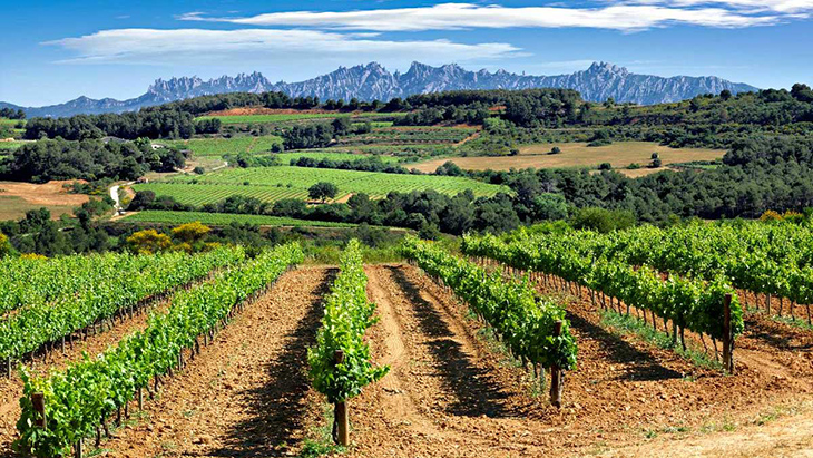 Unió de Pagesos reclama a les administracions que prenguin "mesures urgents" per tractar els pins afectats per la pedregada de dissabte 1 de juny a les comarques de l'Alt Penedès, l'Anoia i el Bages. Alerten que la tempesta va malmetre molts boscos de pi i va deixar ferides obertes a molts arbres. Això provoca, segons el sindicat, que aquests arbres siguin "més vulnerables" i, per tant, s'afavoreixi la presència del fong de la diplodia que els pot acabar matant. De la seva banda, el Departament d'Acció Climàtica informa que ja han fet una primera inspecció al Bages i recomana tallar els arbres afectats perquè ara mateix "no hi ha tractament possible" per la diplodia. Recorden que els propietaris poden acollir-se a diferents ajuts.  El sindicat adverteix que, tot i que la pedra en principi no mata els arbres, la sequera dels darrers anys "ha incrementat l'estrès dels boscos" i els ha fet més vulnerables. Això provoca, segons Unió de Pagesos, que el fong de la diplodia "els acabi matant". La suma d'aquests factors, alerta el sindicat, "dispararia considerablement el risc de patir nous grans incendis forestals" a causa de l'acumulació de fusta morta als boscos. "El fong diplodia ha causat ja la mort de milers d'arbres a casa nostra i, juntament amb la sequera dels darrers mesos, s'ha convertit en una de les principals amenaces pels boscos catalans", lamenten.  De la seva banda, el Departament d'Acció Climàtica informa que ja han fet una primera inspecció a la zona afectada de la comarca del Bages i expliquen que no hi ha cap tractament per la diplodia. Per això, els enginyers forestals del Departament recomanen que es tallin els pins afectats i que es retirin del bosc. Acció Climàtica també recorda que els propietaris es poden acollir a diversos ajuts per dur a terme aquests treballs.
