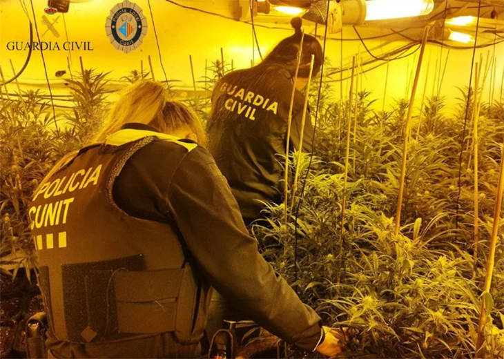 Desmantellada una plantació de marihuana en un habitatge de Cunit per segona una vegada en poc més d'un any
