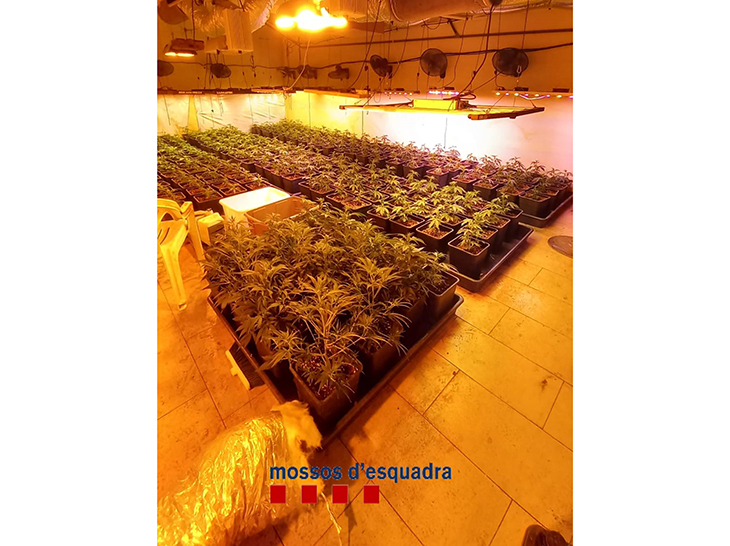 Tres detinguts i una plantació de marihuana desmantellada en una casa de Gelida