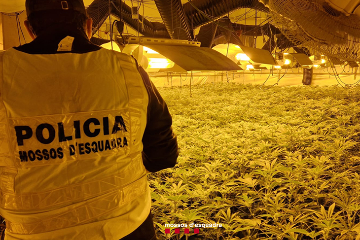 Desmantellen un cultiu professional de més de mil plantes de marihuana a Segur de Calafell