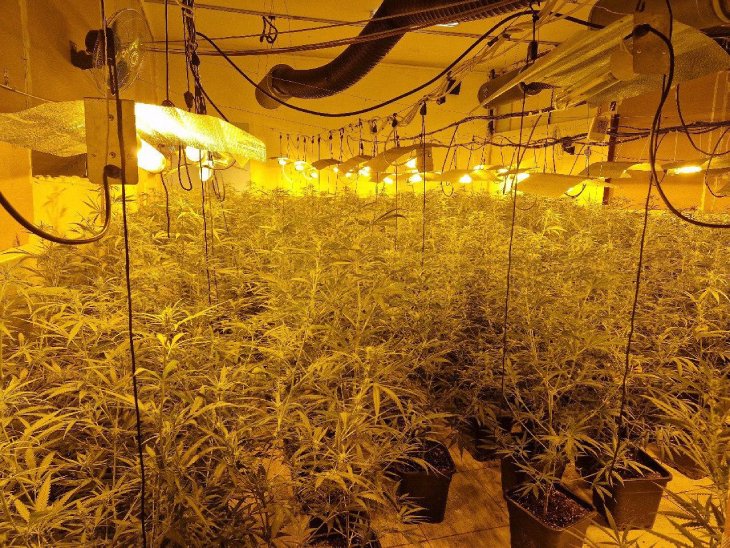 Dos detinguts i més de mil plantes de marihuana comissades en una nau industrial de Masllorenç