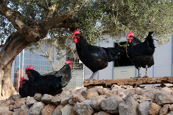 Els criadors de Gall del Penedès preveuen vendre 5.000 exemplars durant una campanya de Nadal sense increment de preus