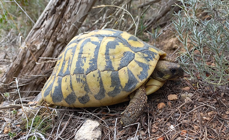 El projecte de reintroducció ha permès tornar a aquest espai 256 exemplars des de l'any 2015