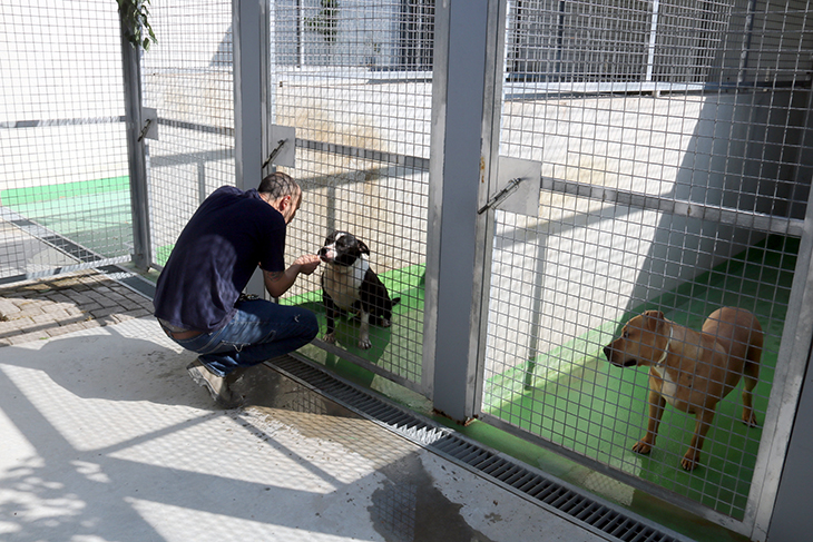 Baixen les adopcions al Refugi dels Peluts