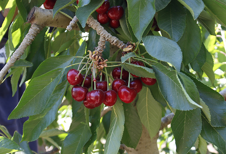 El Baix Segre preveu collir un 30% més de cireres i albercocs que al 2022 tot i les restriccions d'aigua per la sequera