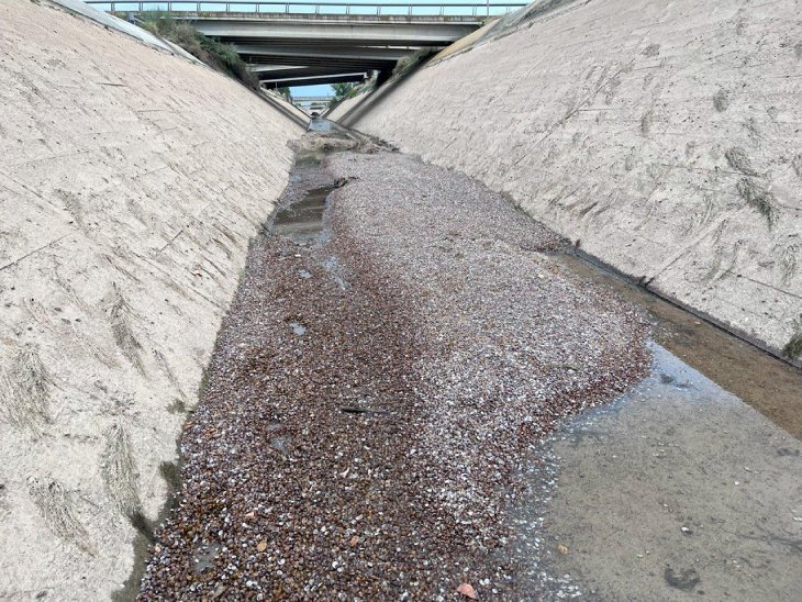 Retiren prop de 62.000 peixos invasors als canals de Seròs, Balaguer, Térmens i Lleida
