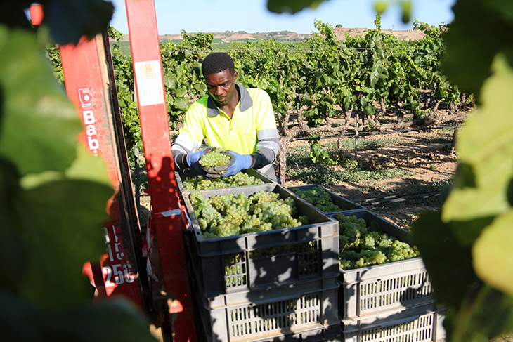 Raimat comença la verema amb la previsió de collir 6,3 milions de quilos de raïm d'una qualitat "excel·lent"