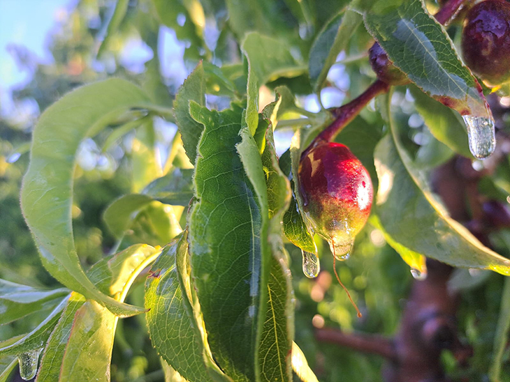 La gelada de la matinada a Ponent afecta cultius de fruita dolça