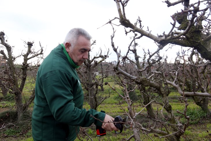 Els fruiters de Ponent acumulen un dèficit d'hores de fred de més del 20% respecte a l'any passat