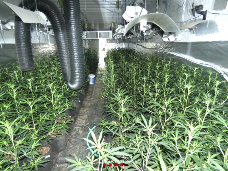 Desmantellada una plantació de marihuana a Artesa de Lleida amb 898 plantes